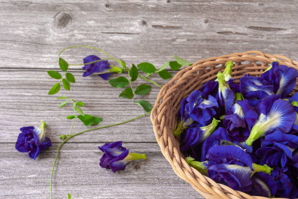 6 Khasiat Bunga Talang Bagi Kesehatan 