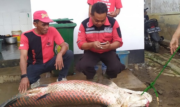 Geger, Ikan Raksasa Muncul di Sungai Paska Banjir Bandang Garut