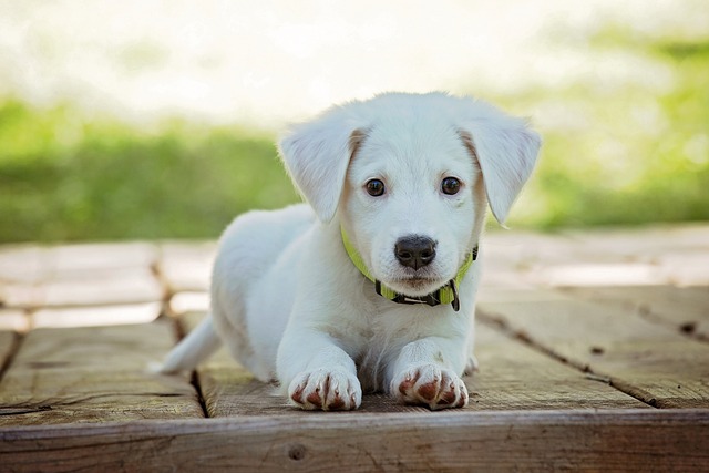 Mengenal 5 Pertanda Anjing Peliharaan Sedang Sakit, Salah Satunya Gak Nafsu Makan