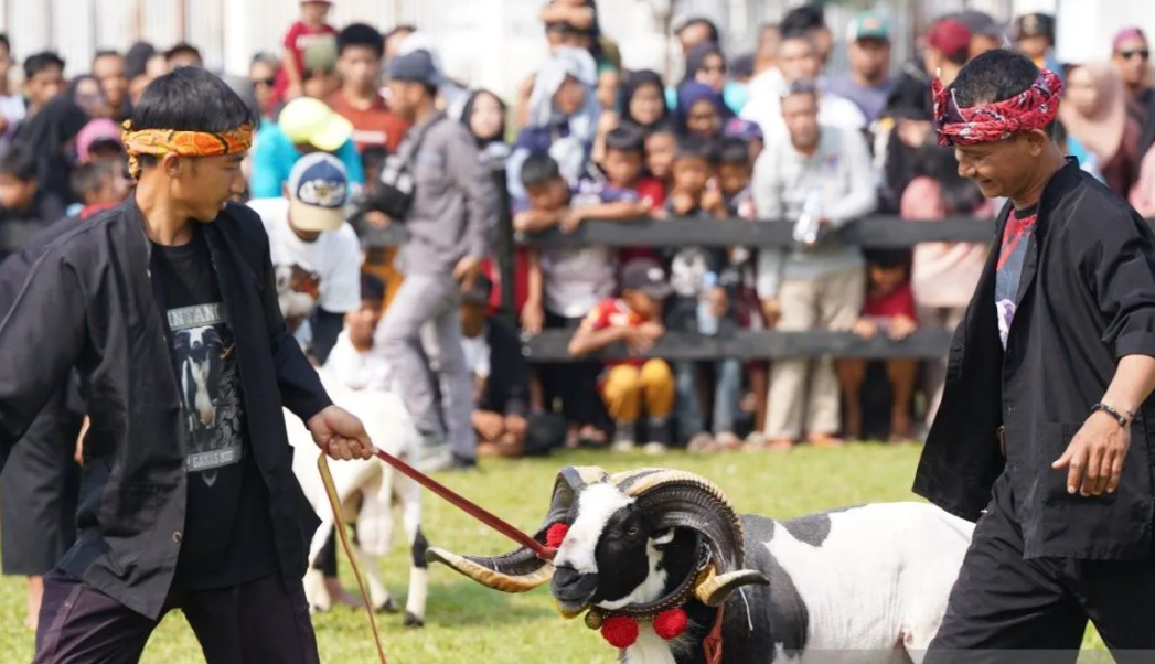 Pemkab Bogor Hidupkan Usaha Peternakan Melalui Festival Domba-Kambing dan Seni Ketangkasan