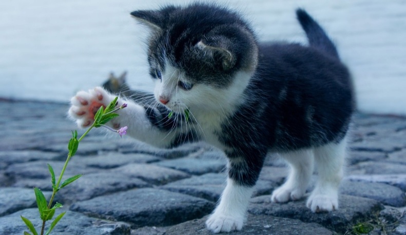 Harus Tahu dan Jangan Diberi, Ini 14 Makanan yang Berbahaya untuk Kucing