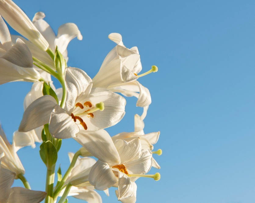 5 Fakta Unik Bunga Lily: Keindahan, Simbolisme, dan Keunikan