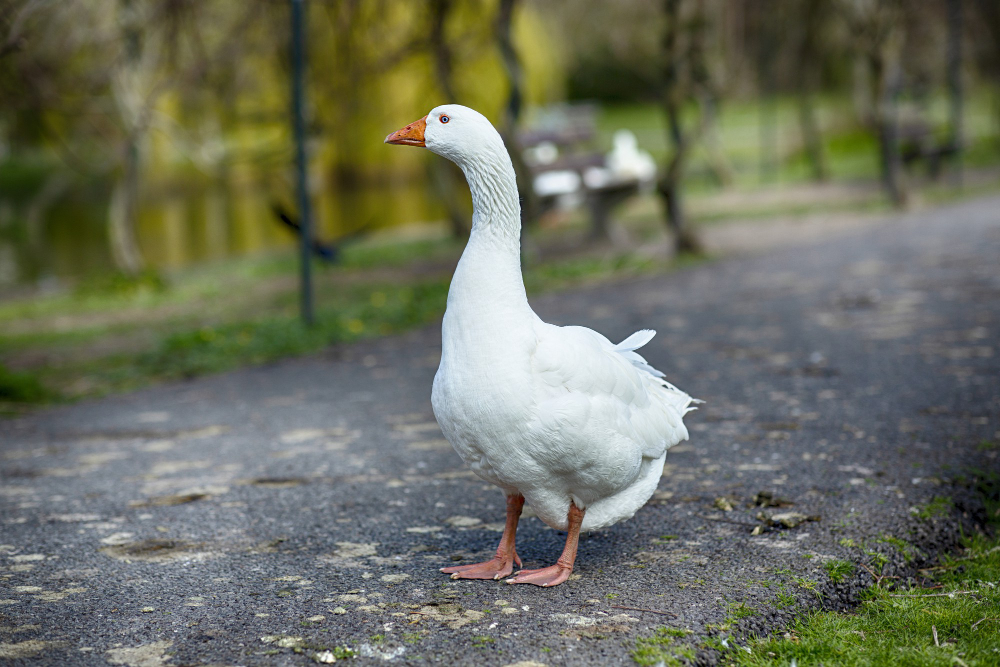 10 Tips Memelihara Bebek di Rumah