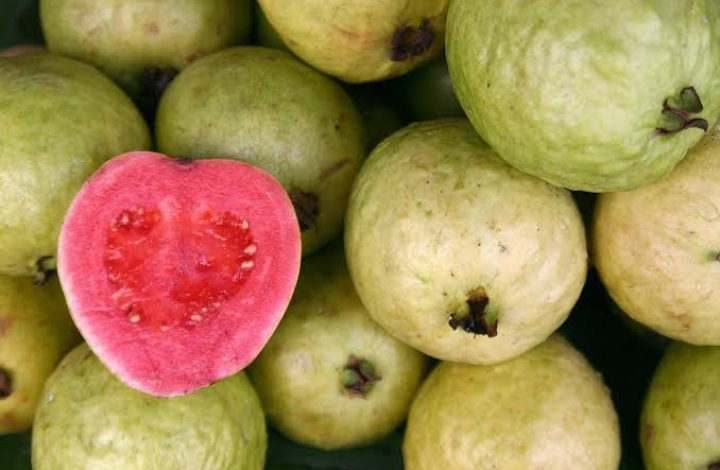 8 Manfaat Jambu Biji untuk Kesehatan Tubuh