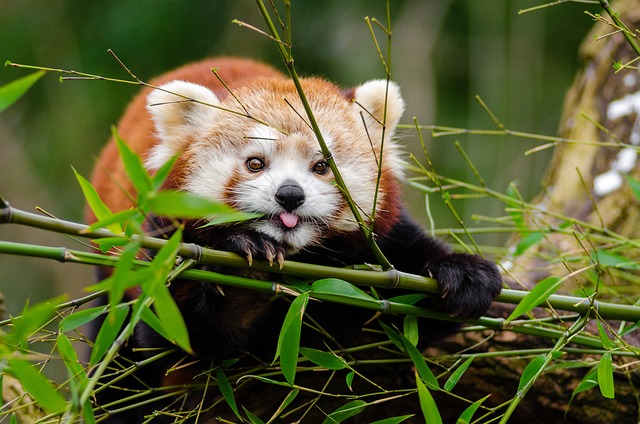 Pesona dan Fakta Menarik Mengenai Binatang Red Panda