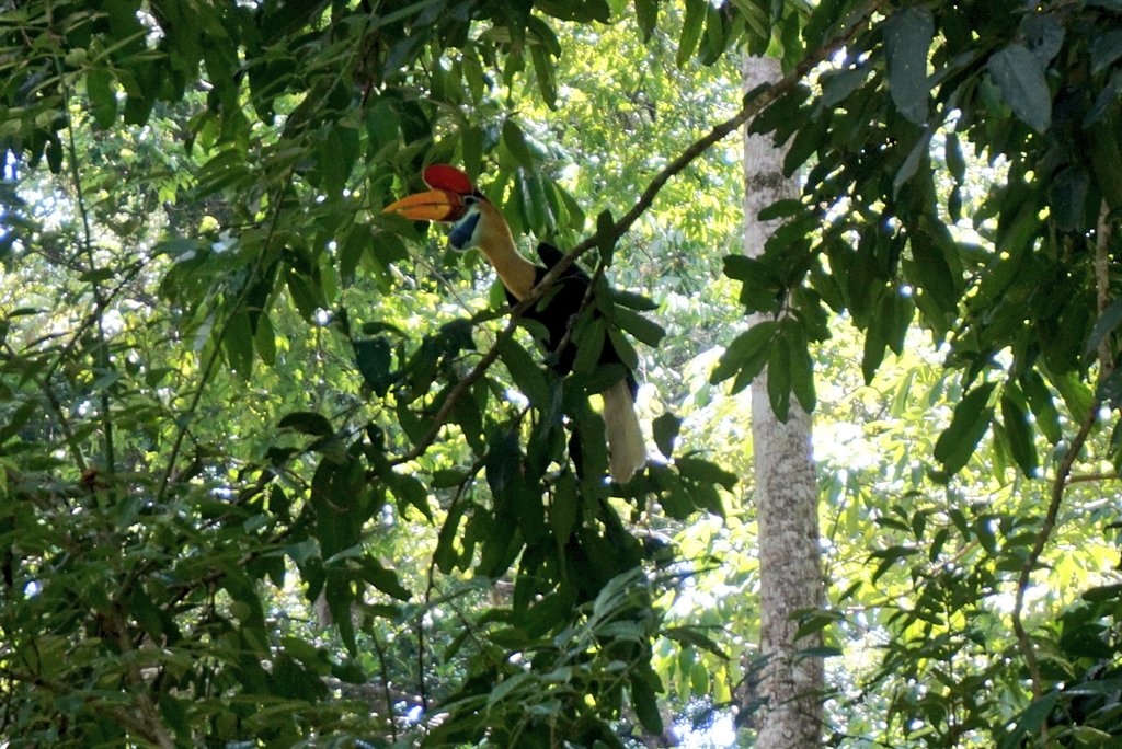 Fakta Menarik Burung Rangkong, Burung Langka yang Susah Ditemukan!!!