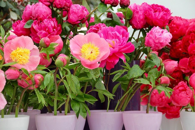 6 Pilihan Bunga yang Melambangkan Kasih Sayang yang Bisa Dijadikan Pilihan untuk Valentine!   
