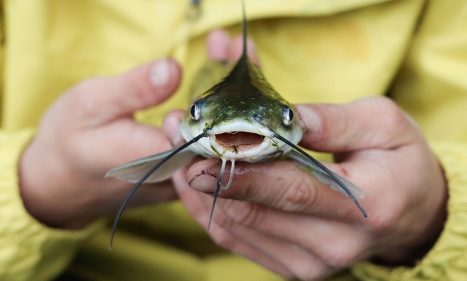 7 Ikan Lokal Tinggi Gizi dan Protein, Cocok Jadi Alternatif Salmon