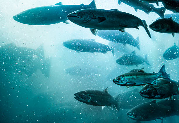 5 Jenis Ikan Salmon yang Paling Populer 