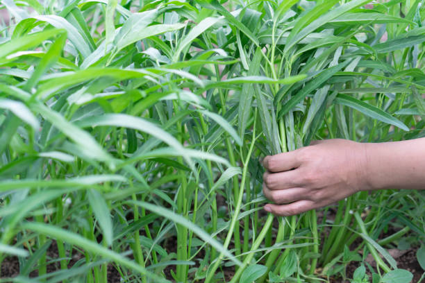 5 Bahaya Makan Kangkung Berlebihan, Kesehatan Anda dalam Bahaya?