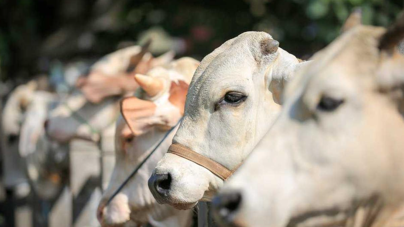 5 Cara Memilih Hewan Kurban yang Sehat dan Layak untuk Iduladha