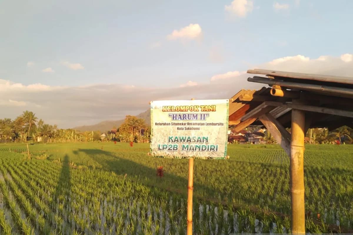 Alih Fungsi Meningkat, Luas Lahan Pertanian di Kota Sukabumi Berkurang 26 ha