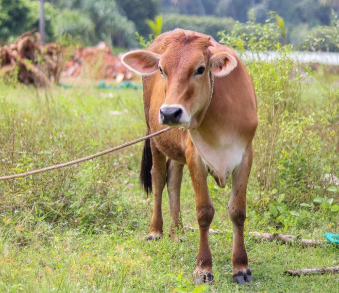 Distan Cirebon Laporkan 12 Ekor Sapi Pulih dari PMK