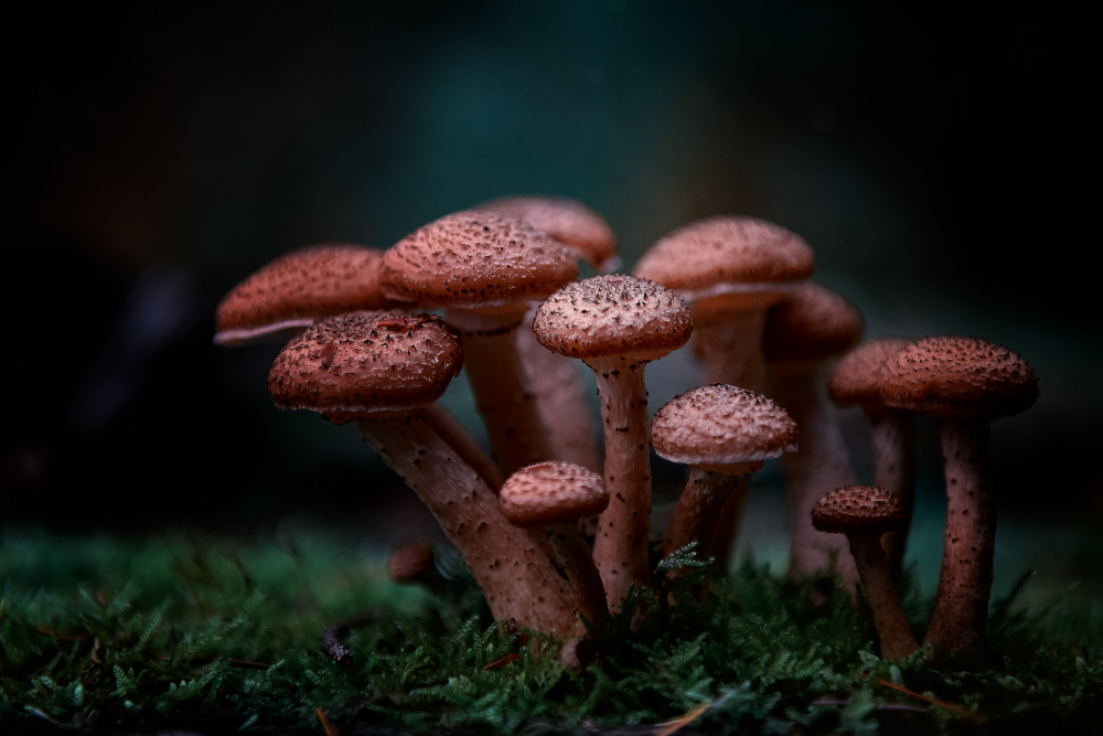 5 Fakta Unik Magic Mushroom Sebagai Jamur Penuh Kontroversi!