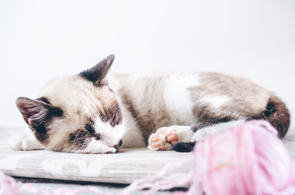 Yuk Kenali 7 Makna Posisi Tidur Kucing 