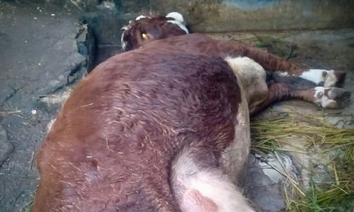 Belasan Sapi Perah Betina di Lembang Mati Mendadak, Peternak Tak Tau Jenis Penyakit Penyebab Kematian