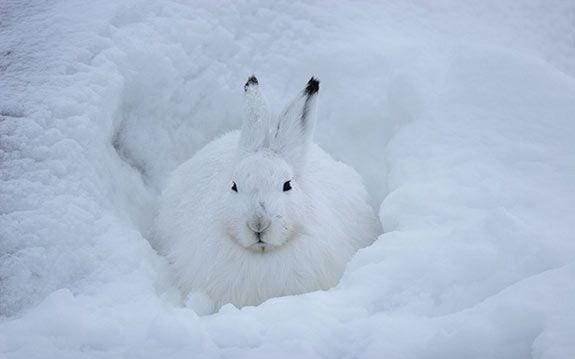 Mengenal Arctic Hare, Hewan Ikonik Kutub yang Menarik