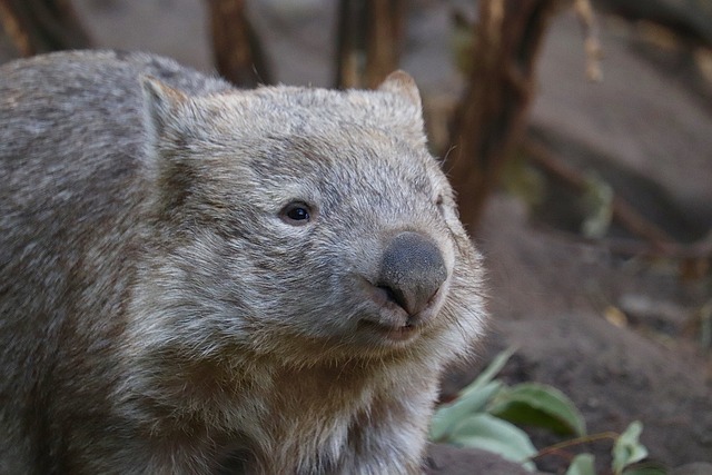 Kenali Wombat, Penjelajah Nocturnal yang Penuh Fakta Menarik 