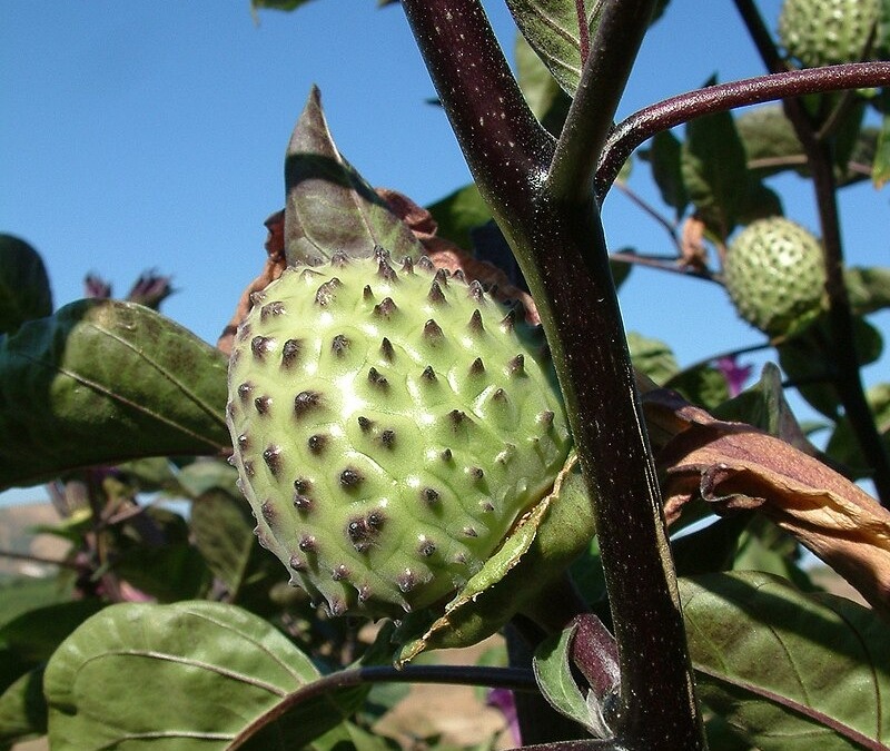 Jangan Dikonsumsi Buah Kecubung Ini Punya Efek Berbahaya dari Narkoba!