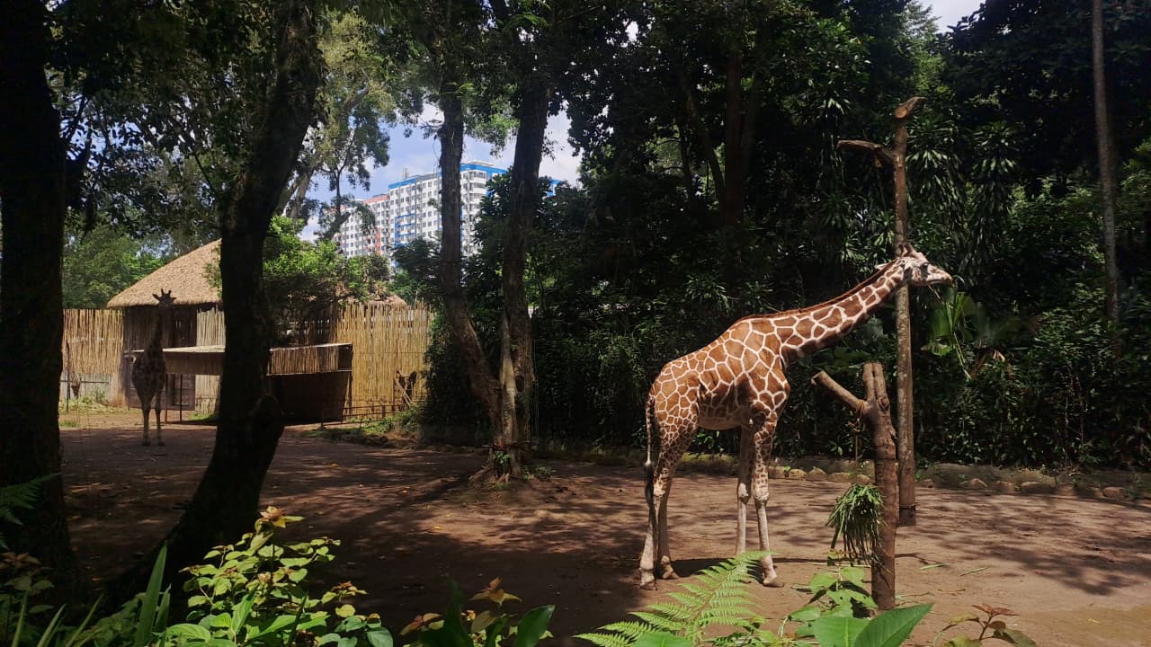 Pakan Satwa Bandung Zoo Masih Tercukupi, Tapi Masa Depan Masih Menggantung