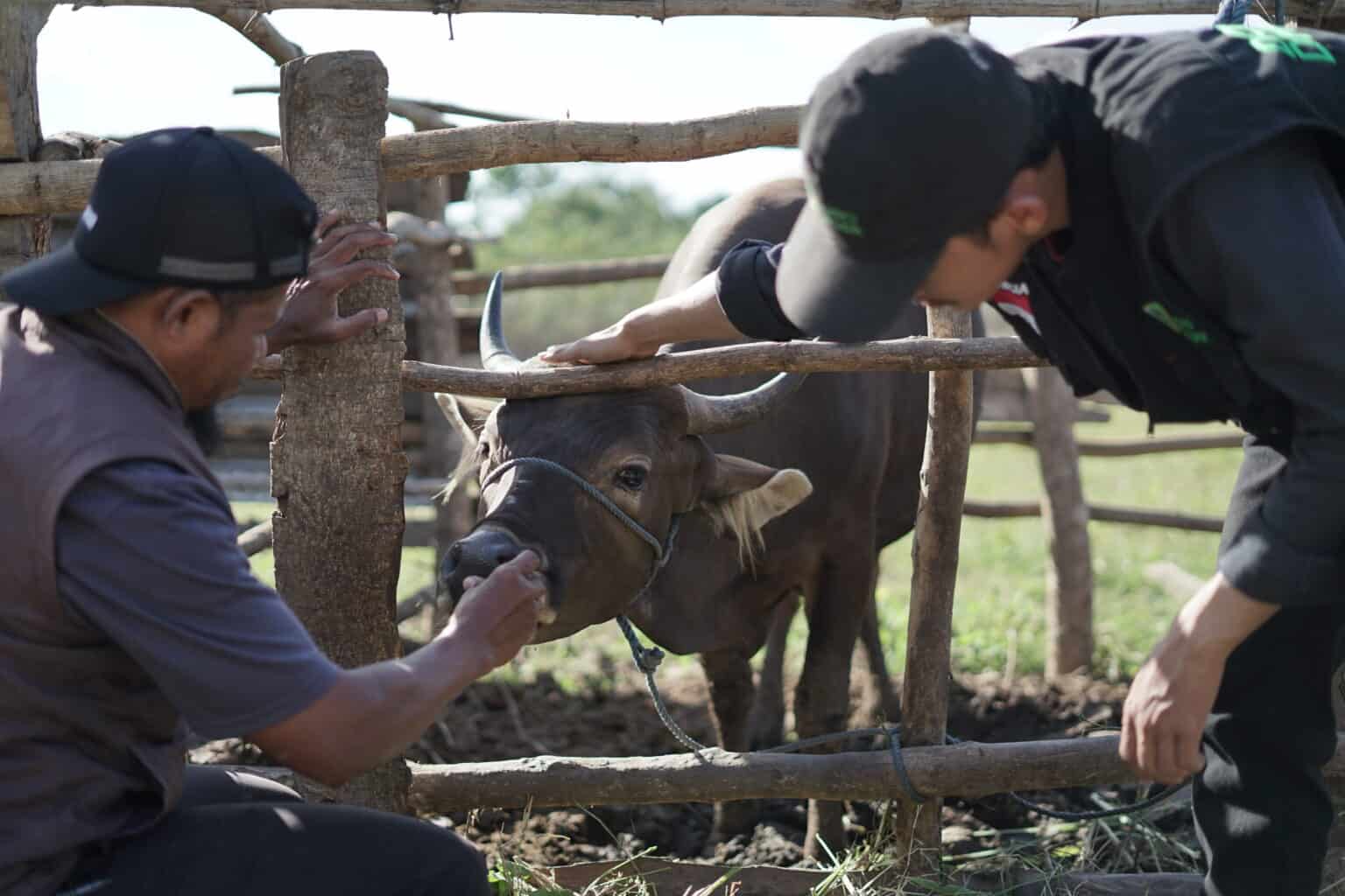 Idul Adha 2026 Sebentar Lagi, Cek Tips Beli Hewan Kurban Terbaik Sesuai Syariat