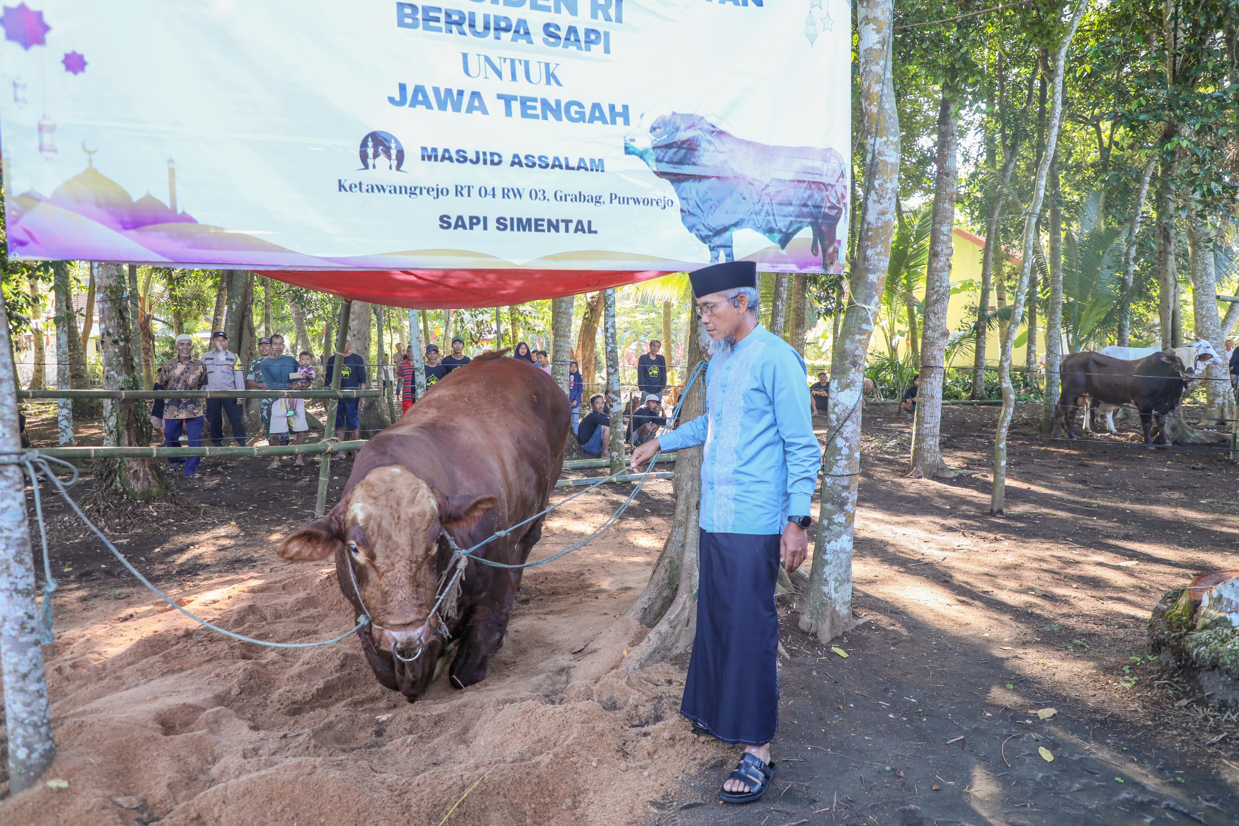 36 Sapi Kurban Presiden RI Dibagi di Jateng, Sekda: Bentuk Apresiasi Peternak Lokal
