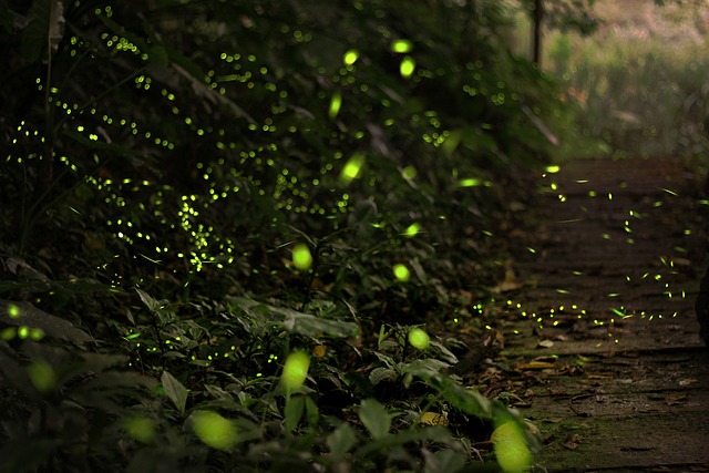 9 Fakta Unik Kunang-kunang, Hewan Mungil yang Glow in The Dark
