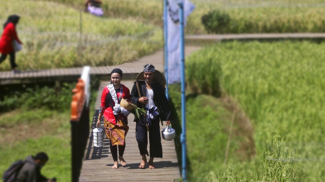 Para Petani Catwalk di Tengah Sawah Mulyaharja Kota Bogor