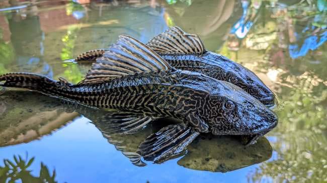 5 Fakta Ikan Sapu-Sapu yang Perlu Kamu Ketahui