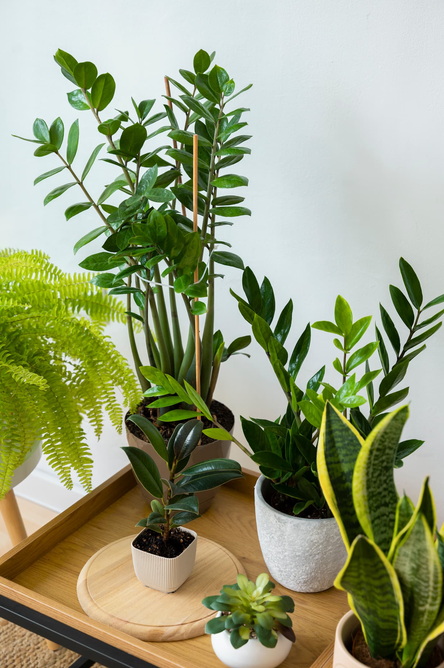 5 Tanaman Hias Ini Diam-Diam Lagi Naik Daun