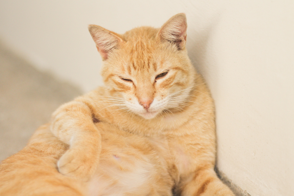 10 Alasan Mengapa Kucing Oranye Sering Berbuat Onar