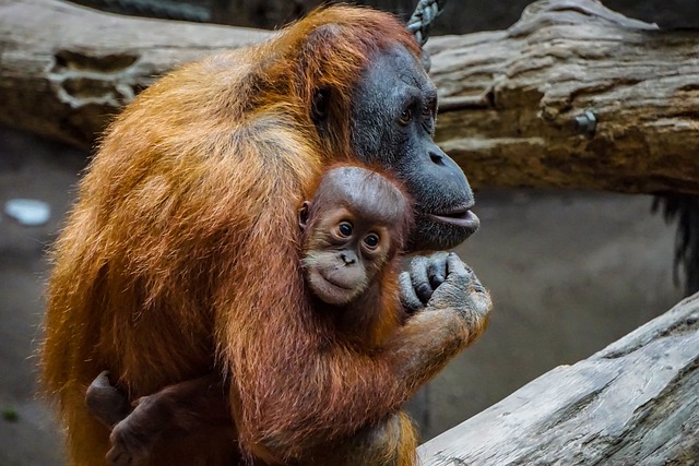 Orang Utan, Penjaga Hutan Asia yang Menarik