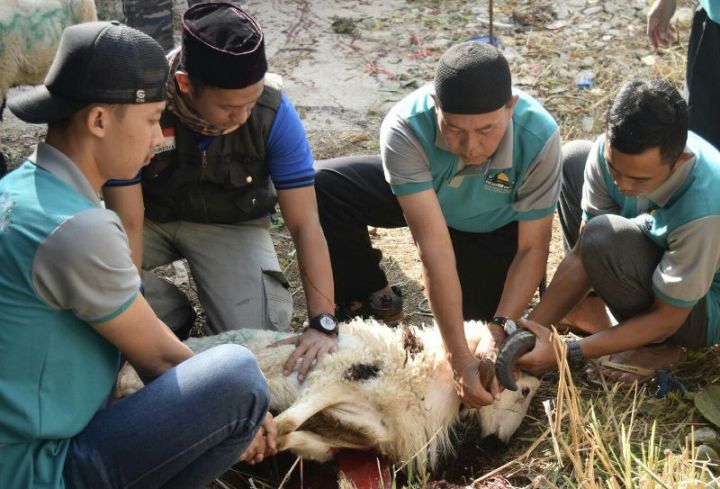 Adab Menyembelih Hewan Kurban Sesuai Tuntunan, Agar Hewan Merasa Nyaman Tanpa Rasa Takut  dan  Perlawanan