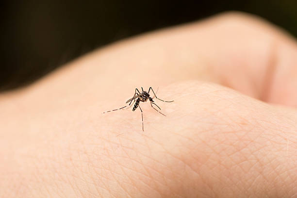 Apa yang Terjadi Jika Manusia Digigit Nyamuk Wolbachia? Simak Dibawah Ini