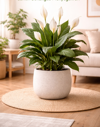 5 Tanaman Hias yang Cocok Ditaruh di Kamar, Bikin Tidur Lebih Nyaman