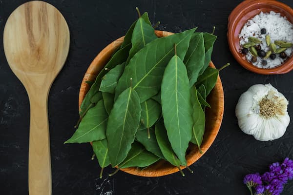 10 Tanaman Penangkal Berbagai Penyakit, Ada Daun Binahong Hingga Daun Kelor!   