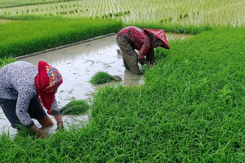 Persedian Pupuk Bersubsidi di Lebak Terpenuhi Musim Tanam Ketiga