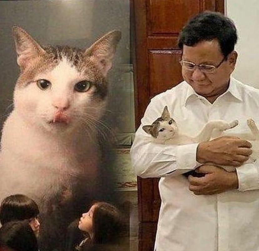 Kenalan Sama Bobby Yuk, Kucing Kesayangan Prabowo Subianto yang Super Gemas Tapi Nakal