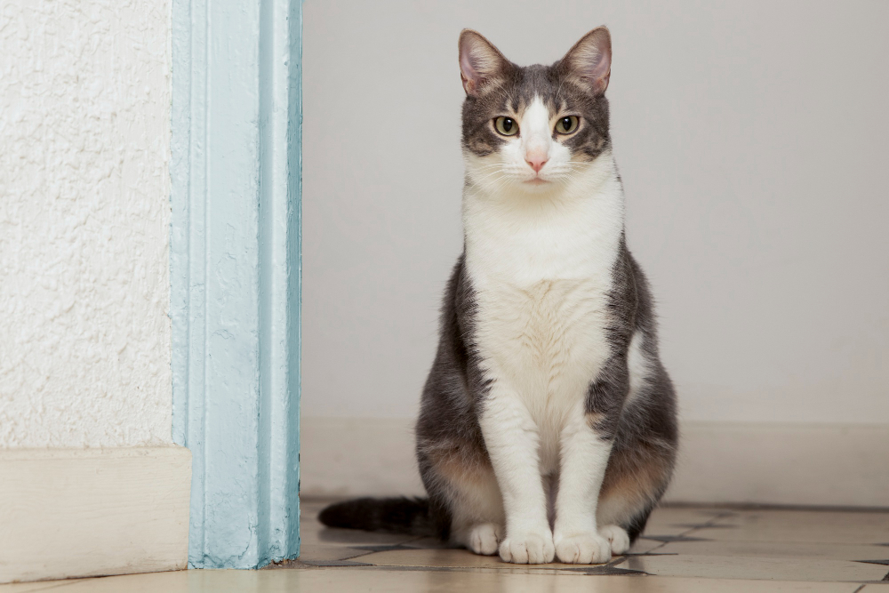 Tips Merawat Kucing Kampung agar Bulunya Lebat dan Sehat