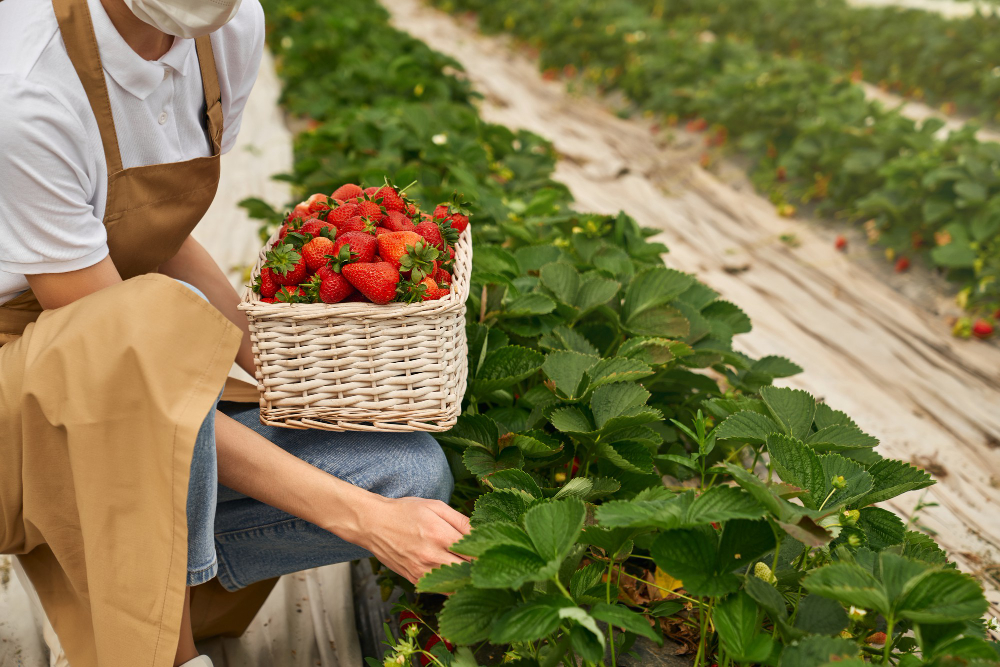 Tips Menanam Strawberry di Rumah Sendiri, Mudah dan Dapatkan Strawberry Segar