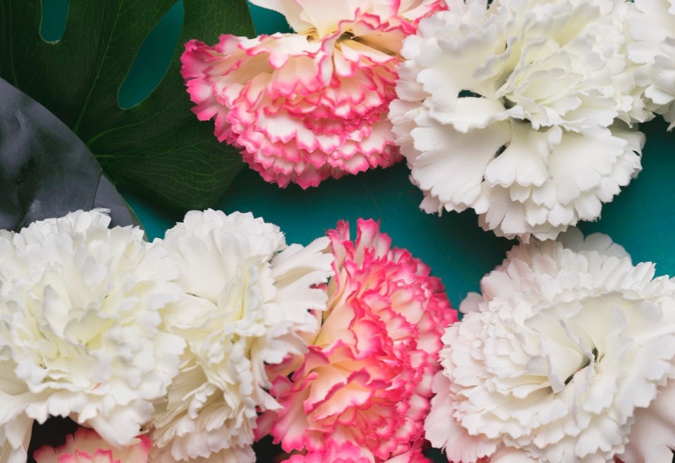 5 Tips Merawat Bunga Carnation, Agar Makin Cantik