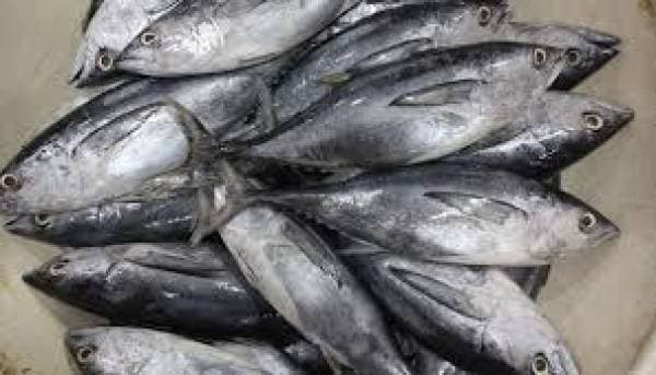 9 Manfaat Ikan Tongkol untuk Kesehatan, Cegah Anemia hingga Tingkatkan Fungsi Otak