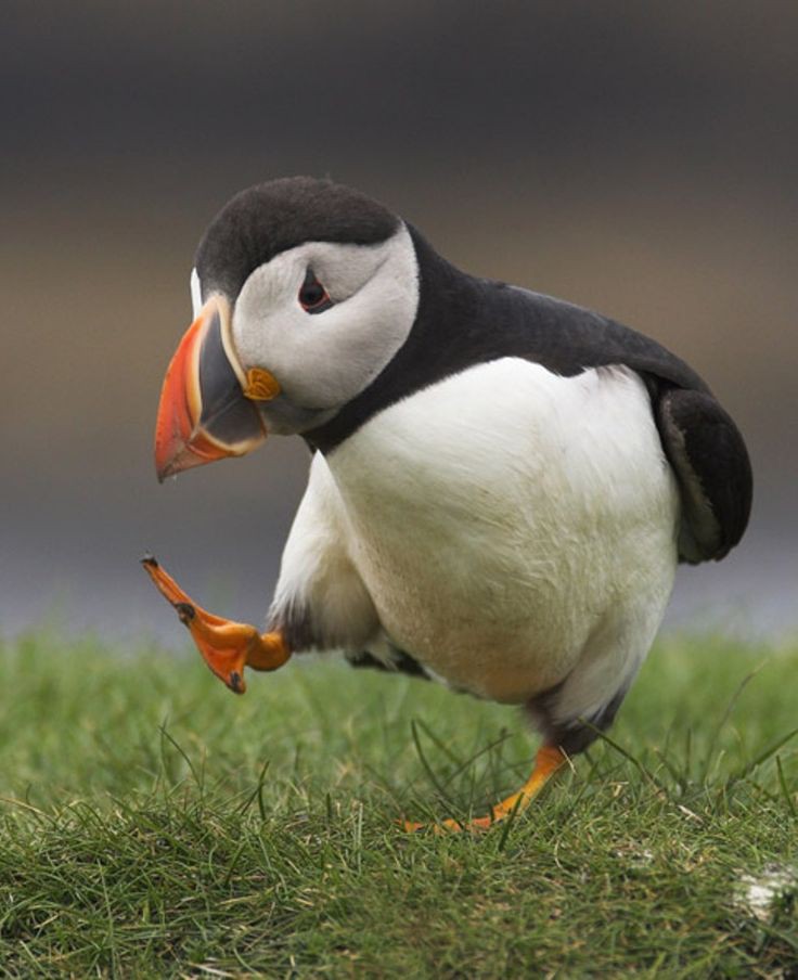 Fakta Menarik Tentang Burung Puffin, Pesona dan Keunikan yang Mengagumkan