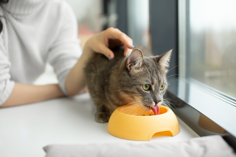 Jangan Biarkan Anabulmu Sakit! 11 Makanan yang Berbahaya Untuk Kucing