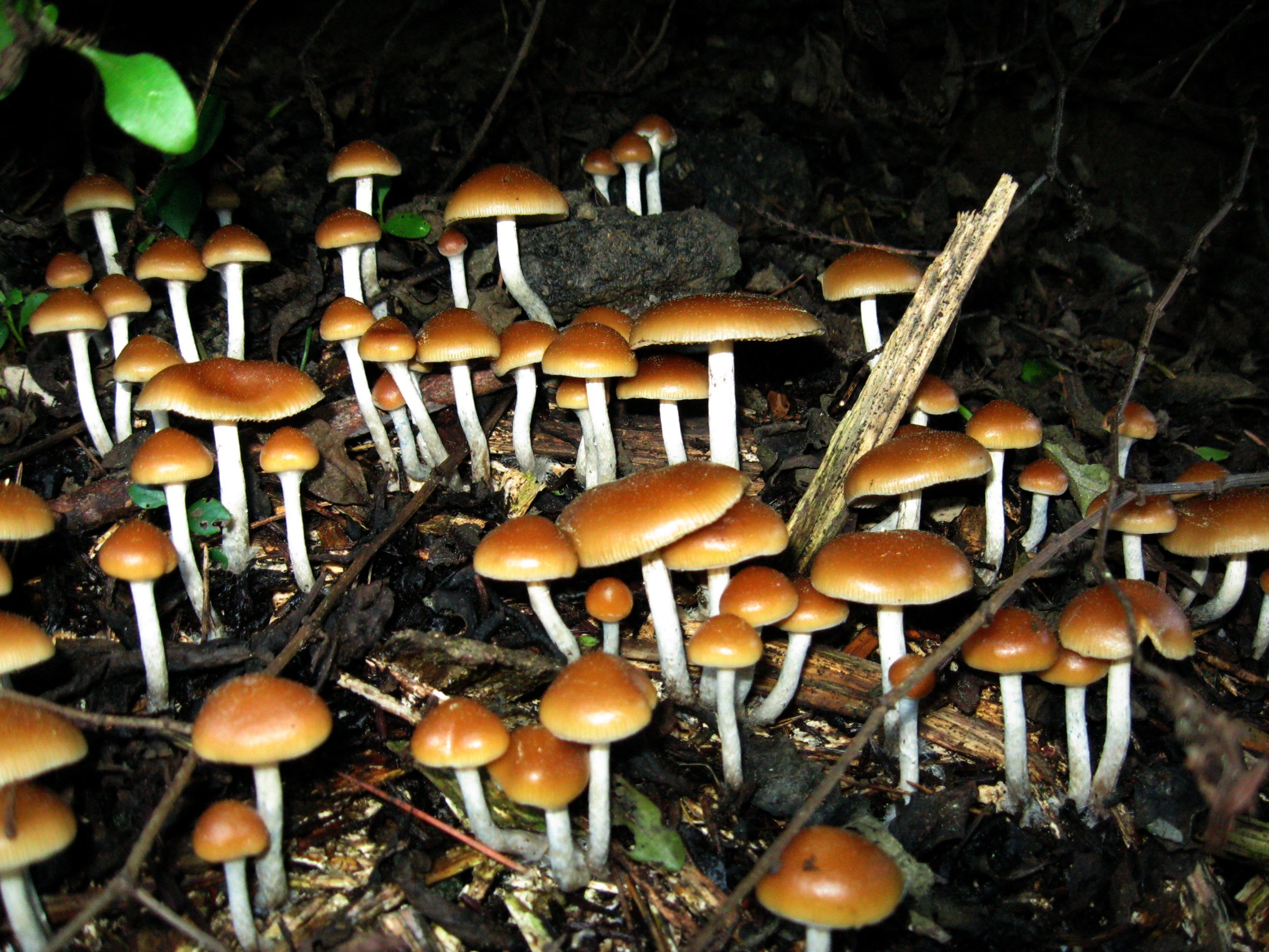 Bahaya Magic Mushroom Bagi Tubuh