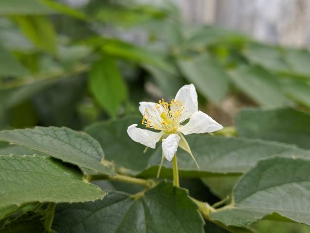 7 Manfaat Luar Biasa Daun Kersen untuk Kesehatan, Bisa Atasi Menurunkan Tekanan Darah Tinggi