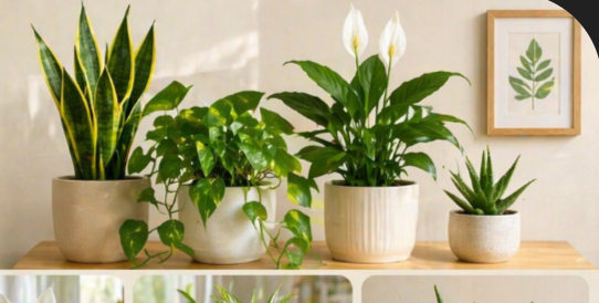 7 Tanaman Hias Pembersih Udara Terbaik untuk Rumah, Bikin Sehat dan Nyaman