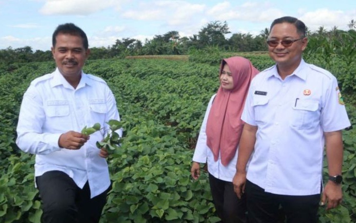 Peningkatan Produksi Ubi Jalar di Kabupaten Kuningan untuk Memenuhi Pasar Domestik dan Ekspor