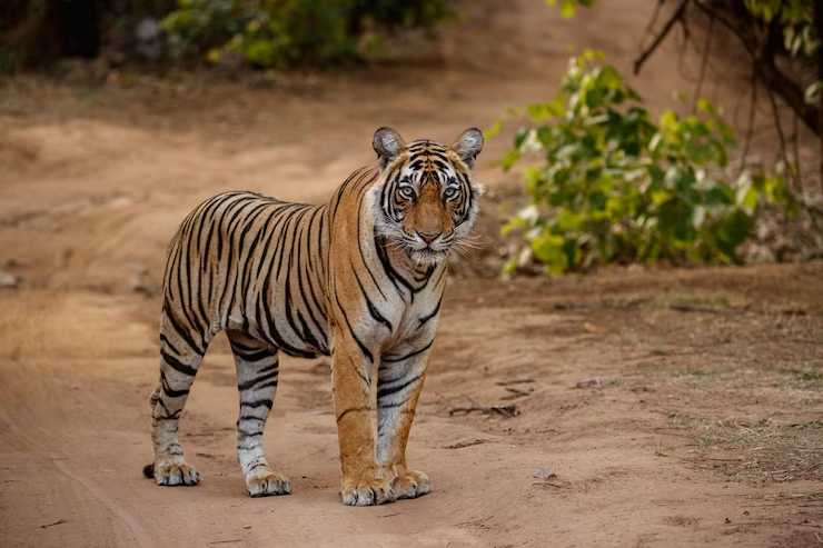 Hari Harimau Sedunia: Memperingati Upaya Perlindungan Harimau Liar di Seluruh Dunia