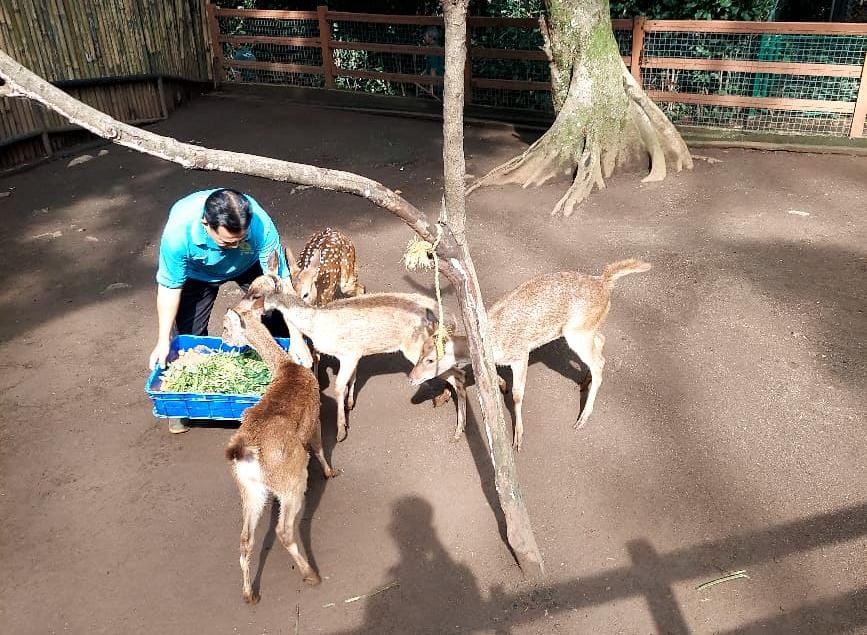 Konflik Bandung Zoo Memuncak: Karyawan Tuntut Perlindungan dan Akses Merawat Satwa Yang Terancam Kelaparan